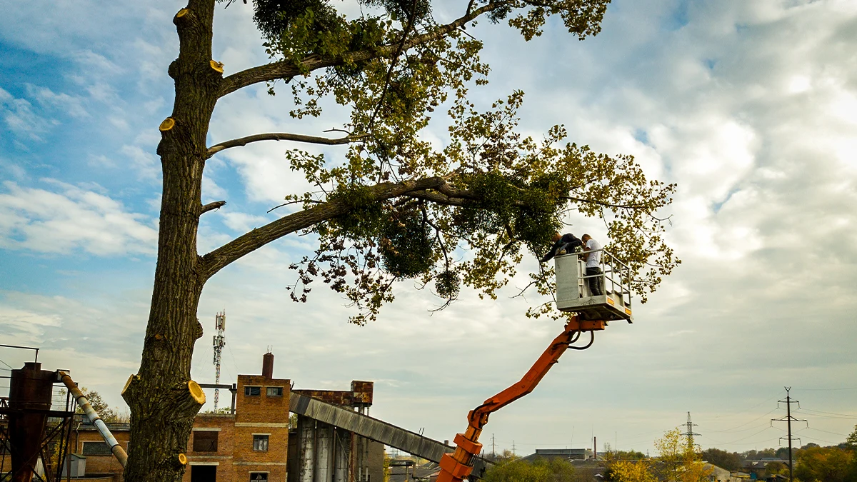 Tree lopping done by the experts